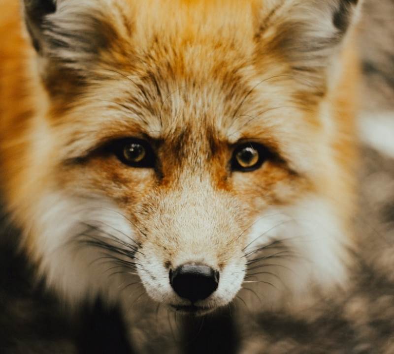 clover fox