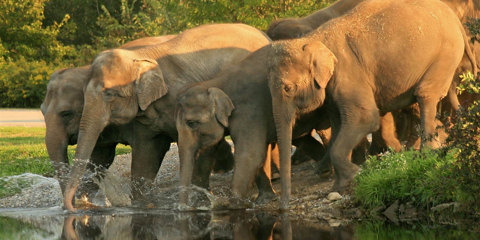 Elephants at Rajaji National Park