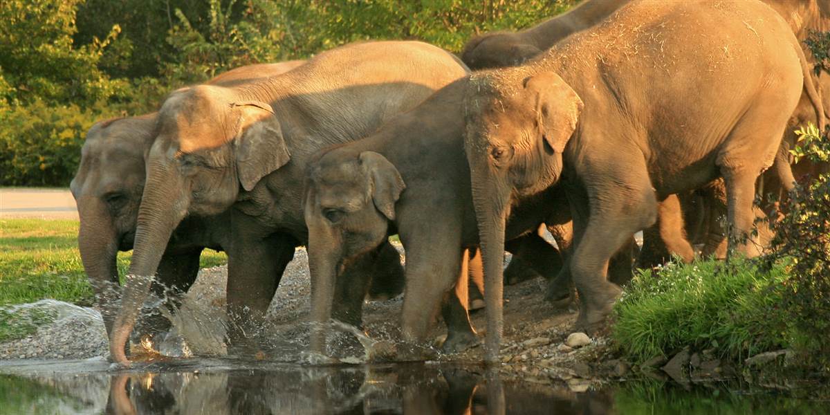 Rajaji National Park Safari in Rishikesh, India