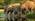 Elephants at Rajaji National Park. Things to do staying in Ananda Spa, luxury hotel in The Himalayas
