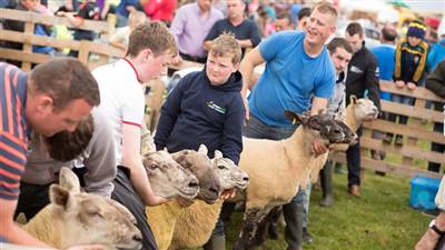 Sheep dog trials in Donegal - Book Ballyliffin