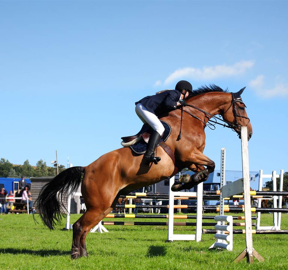 South Wales Shire Horse Show things to do in Abergavenny