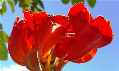 African Tuliptree at Carimar Beach Club