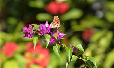 Garden Butterflies 2