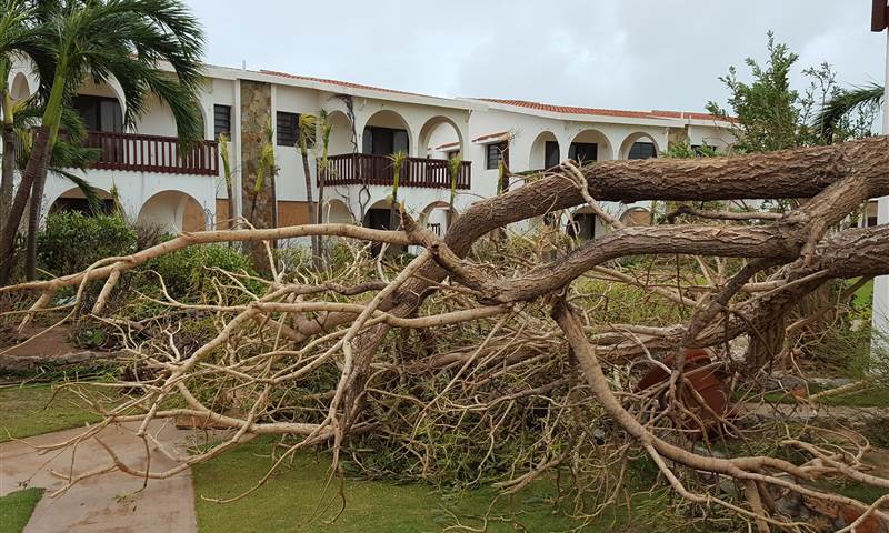 Sustainability Hurricane Irma Trees