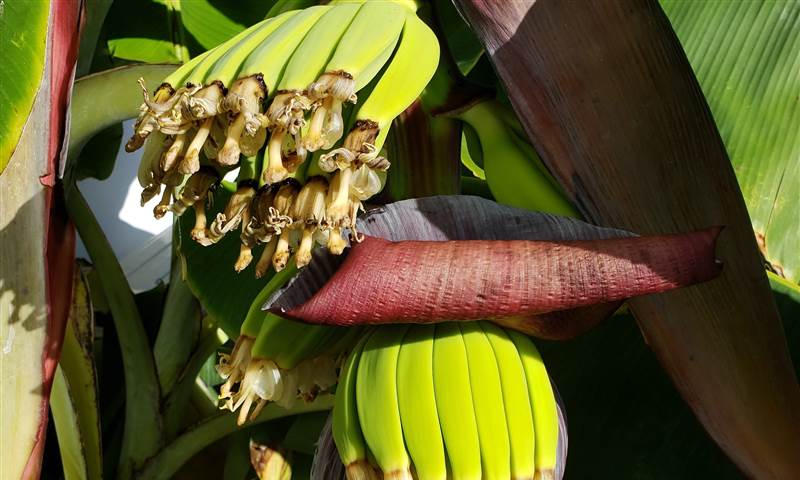 Sustainability Plants Bananas