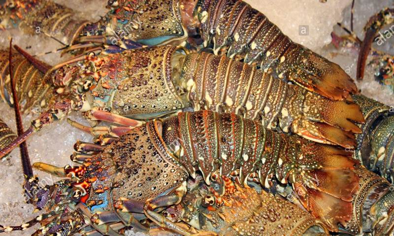 Anguilla Lobster