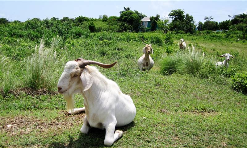 Anguilla Experience Goats