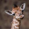 Chester Zoo baby giraffe