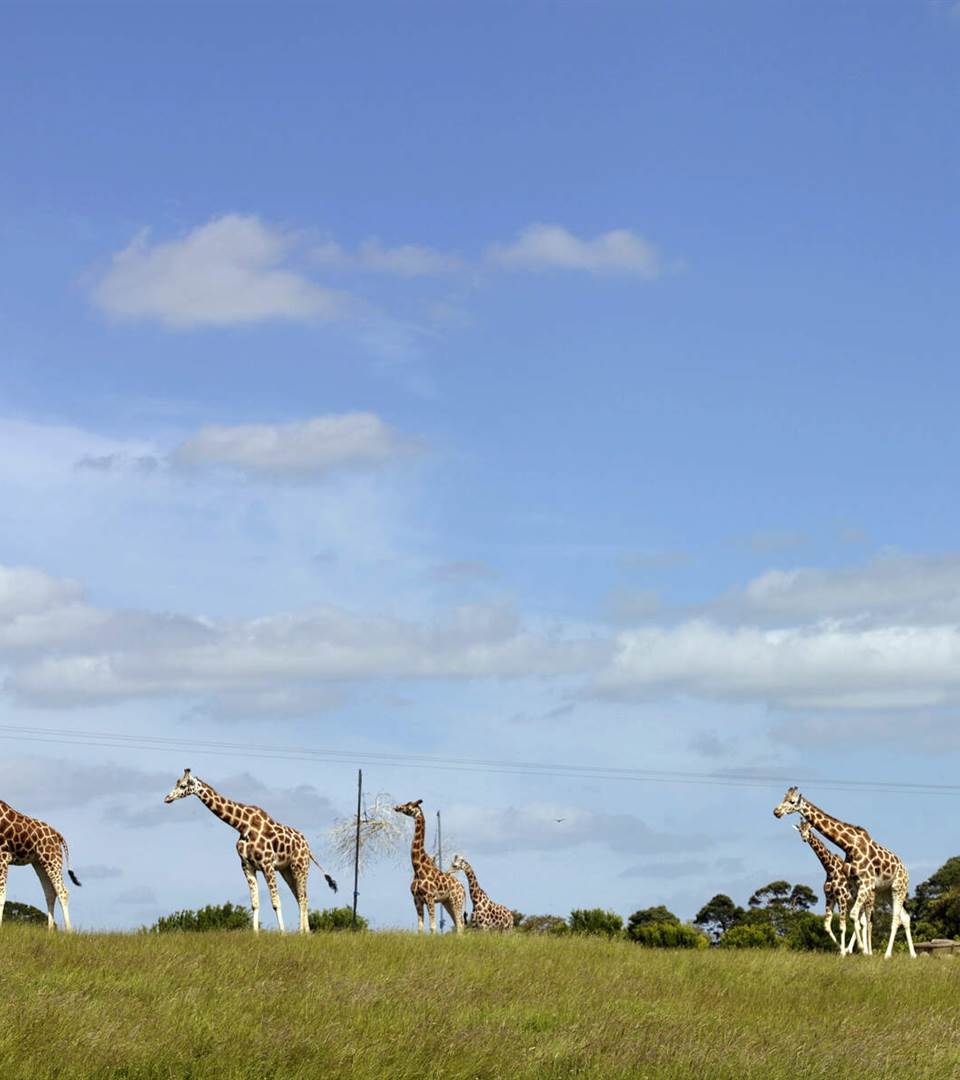 Fota Island Wildlife Park, Cork