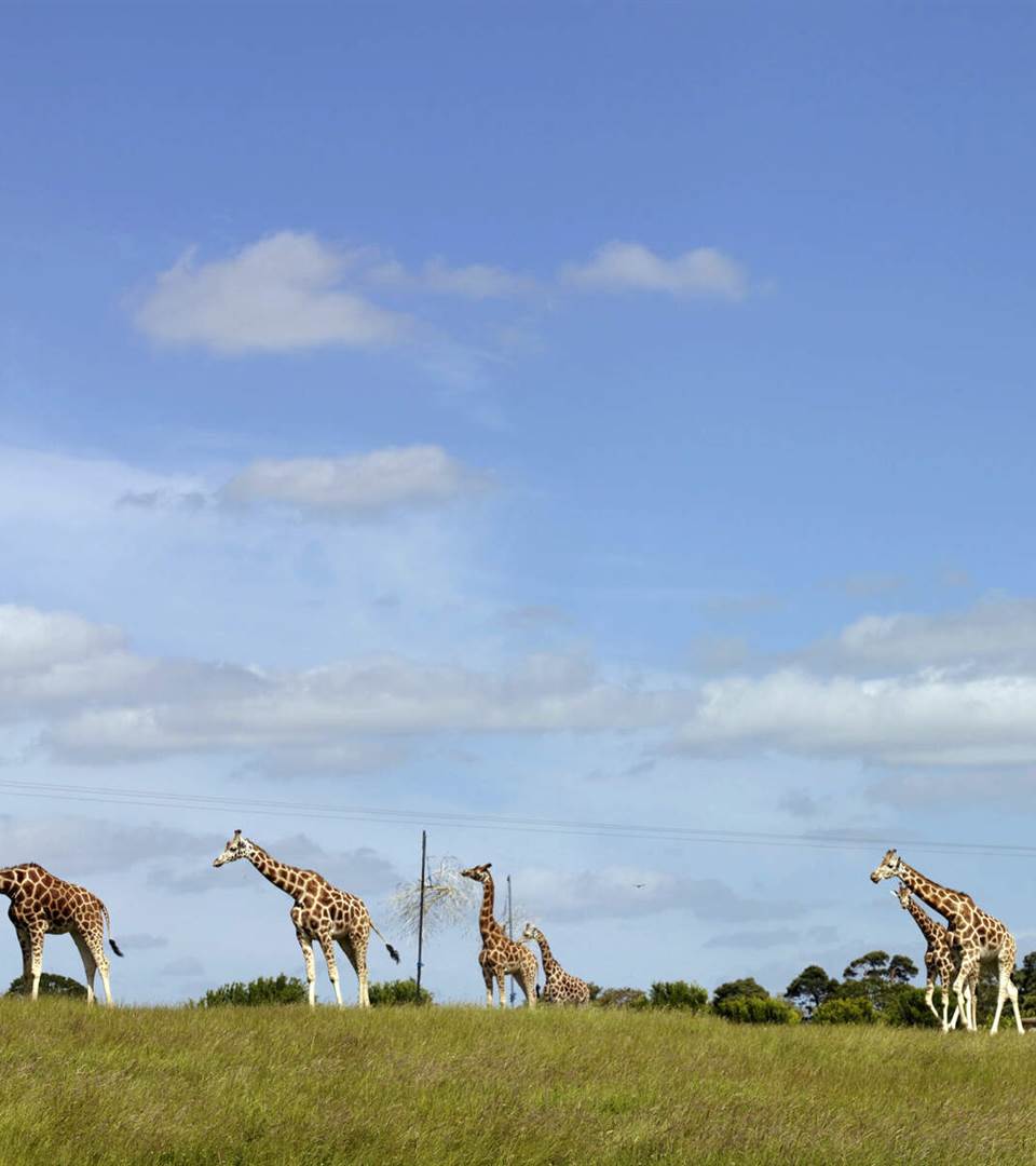 Fota Island Wildlife Park  Cork Web Size