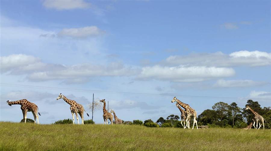 Fota Island Wildlife Park
