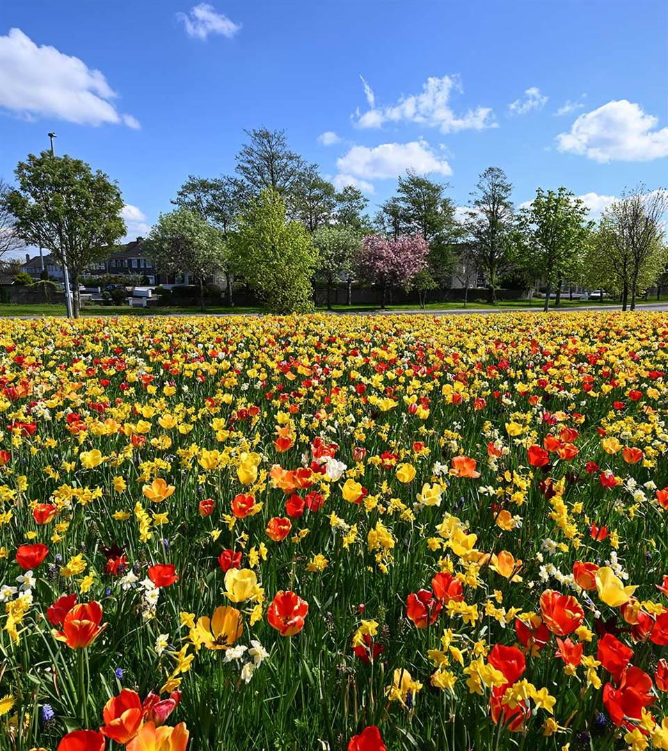 Spring Flowers Tom Hynes Road