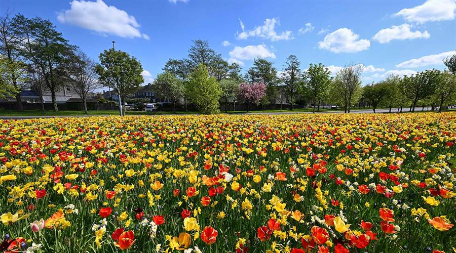 Spring Flowers - Tom Hynes Road - Galway