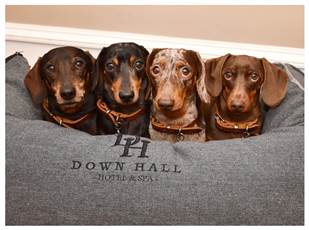 Best Dog-Friendly Hotel Stays in Hertfordshire