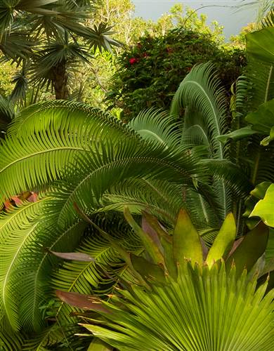 Tropical gardens at GOLDEN ROCK INN resort in Nevis