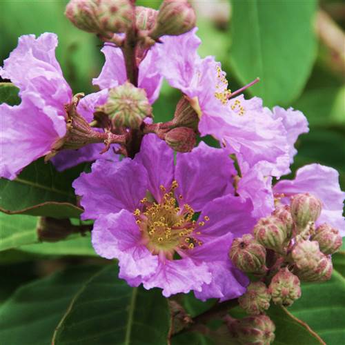 Garden Flower