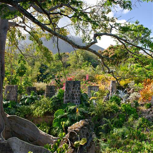 Trees at the GOLDEN ROCK INN. Best hotel in Nevis