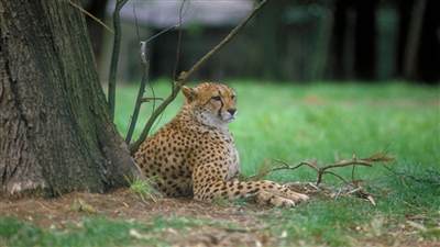 Fota Wildlife Park