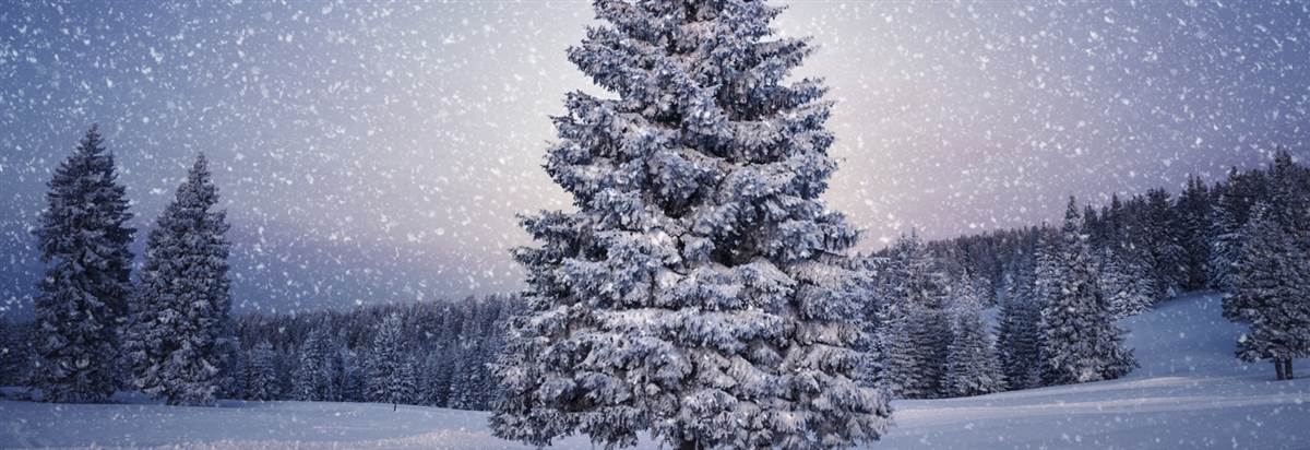 Christmas tree