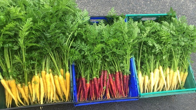 Knockranny Gardens in Westport - Hotel Garden with Fresh Carrots