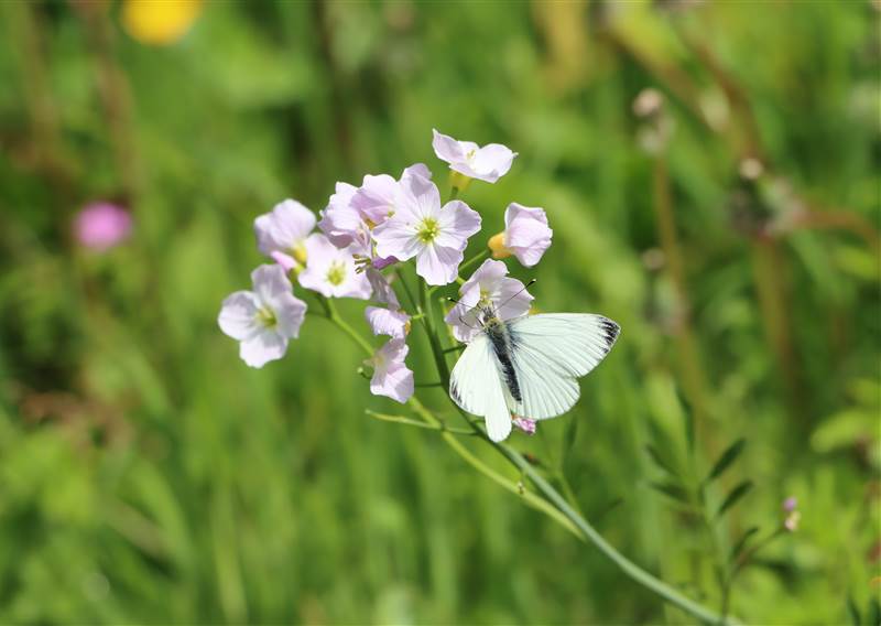 IS Small white on Ladys smock