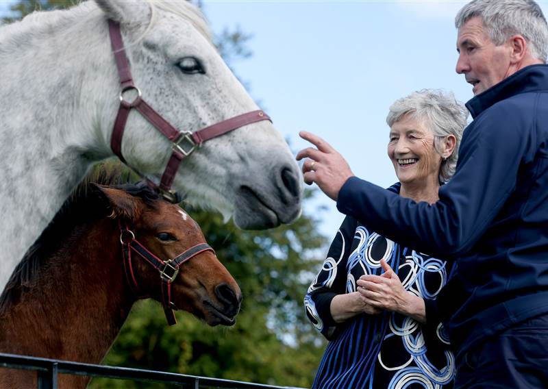 PRES CONNOLLY CONNEMARA PONIES DEP MX 5