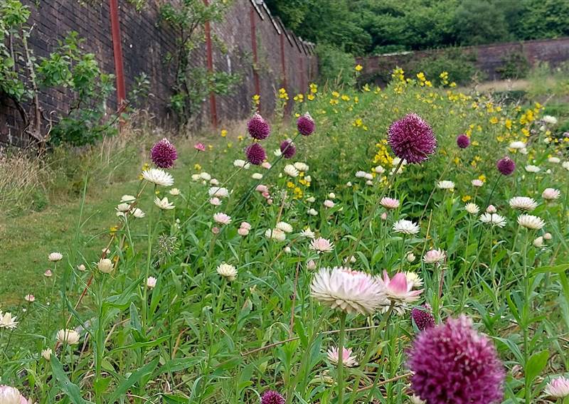 Pic14 Cutflowers growing along the west 