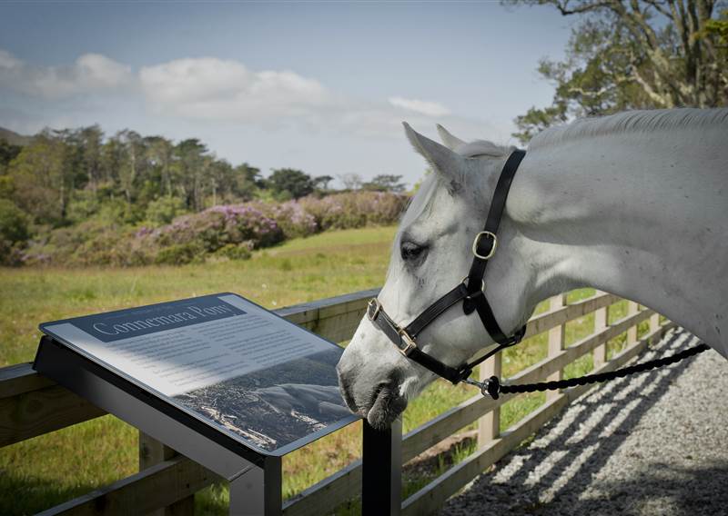 White pony looking at a informational sign by a wooden fence