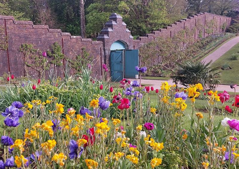late Spring Display in shamorick beds wi
