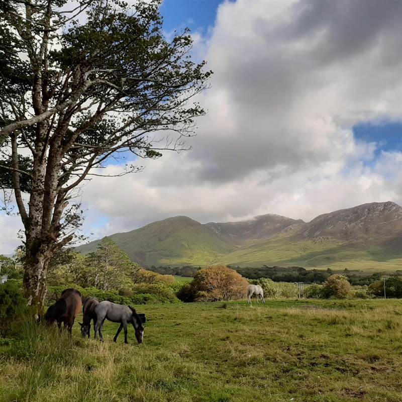 Three ponies in a field with mountains and trees in background