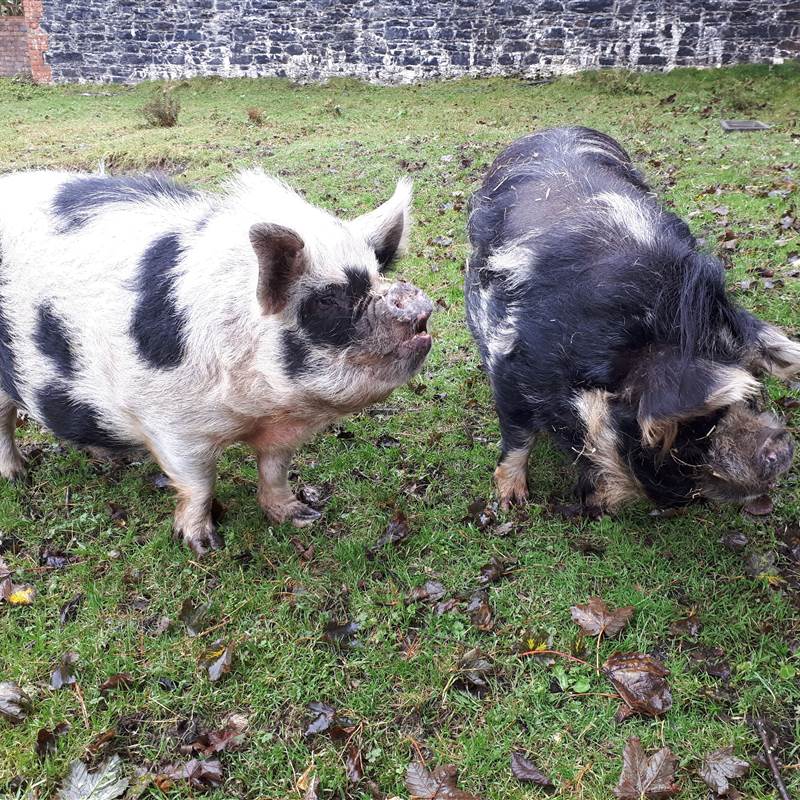 pigs 2