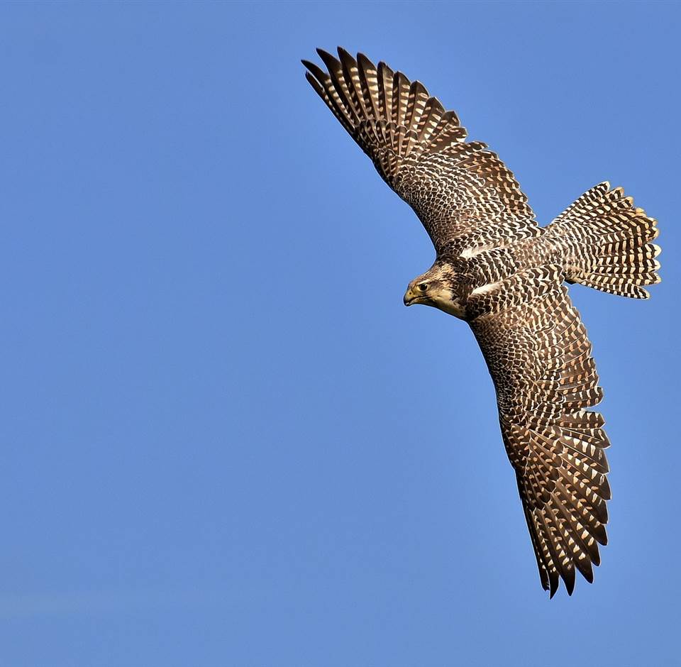 Burren Birds of Prey Centre - All You Need to Know BEFORE You Go (with  Photos)