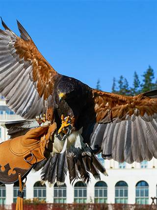 Powerscourt Falconry Nov 2020 4500px  8 