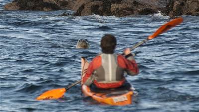 Seal Spotting 1