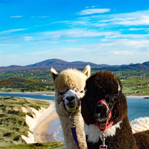 wild alpaca way 1