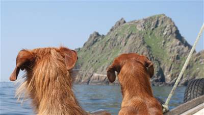 Dog Friendly Hotel in Kerry - dog Friendly Places to Stay in Sneem