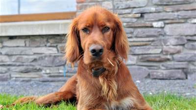 Best Dog-Friendly Hotel Stays in Ireland - Sneem Resident Dog