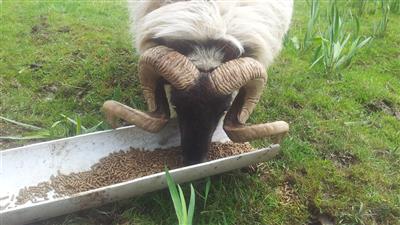 Ram - this breed is often seen on the mountains
