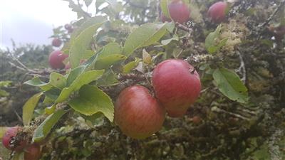 Apples from our Orchard
