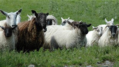 We like sheep