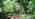 Fairy houses
