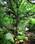 Fairy Tree